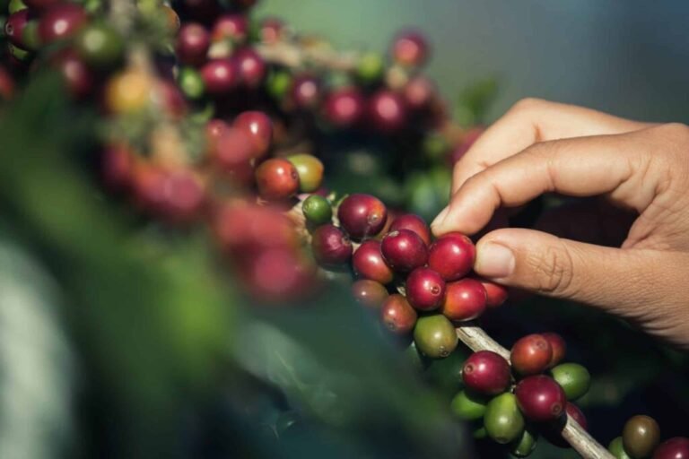 Lançamento das Rotas do Café de São Paulo será realizado em Franca