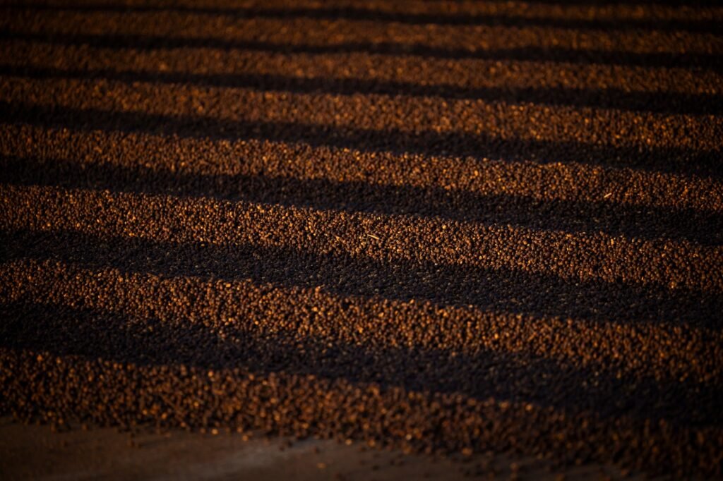 Café da Alta Mogiana: colheita de 2025 encerra com quebra de produtividade acima do esperado