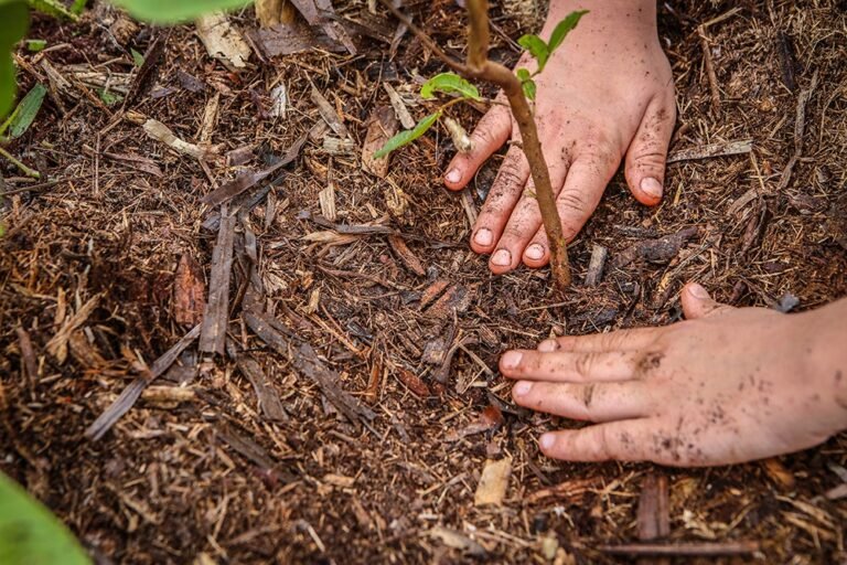 ArboreSer inicia nova temporadade plantio em Ribeirão Preto