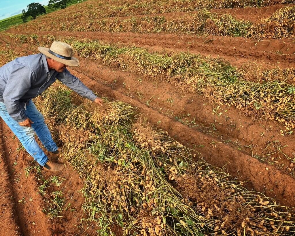 Mapeamento inédito revela poder do amendoim no Brasil